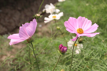 Fototapeta premium pink colored garden cosmos flower