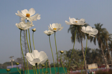 Fototapeta premium white colored garden cosmos flower