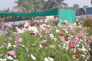 Fototapeta premium multiple colored garden cosmos flower