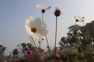 Fototapeta premium white colored garden cosmos flower