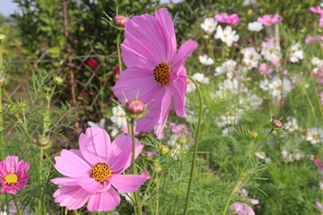 Fototapeta premium pink colored garden cosmos flower