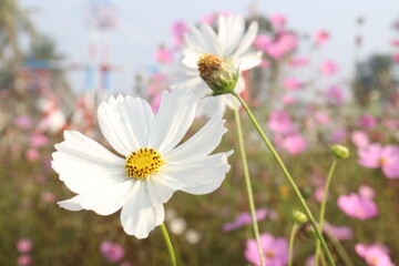 Fototapeta premium white colored garden cosmos flower