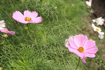 Fototapeta premium pink colored garden cosmos flower