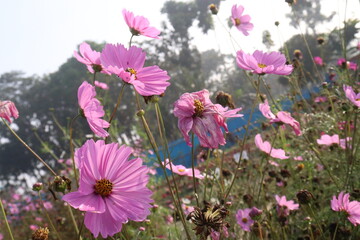 Fototapeta premium pink colored garden cosmos flower