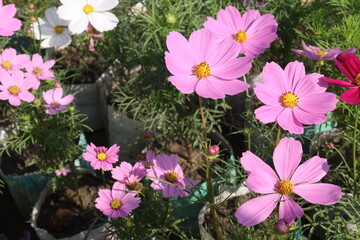 Fototapeta premium cosmos flower plant on bag in farm
