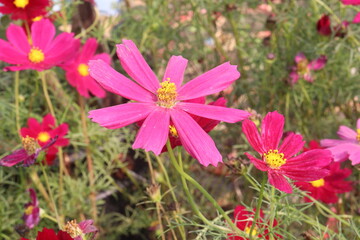 Fototapeta premium cosmos flower plant on bag in farm