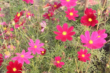 Fototapeta premium cosmos flower plant on bag in farm