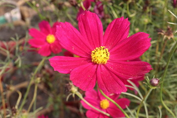 Fototapeta premium cosmos flower plant on bag in farm