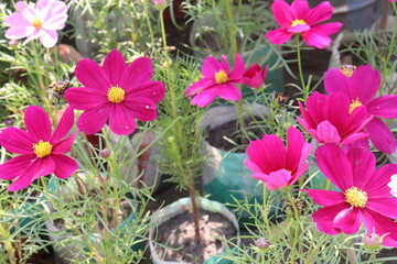 Fototapeta premium cosmos flower plant on bag in farm