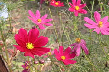 Fototapeta premium cosmos flower plant on bag in farm
