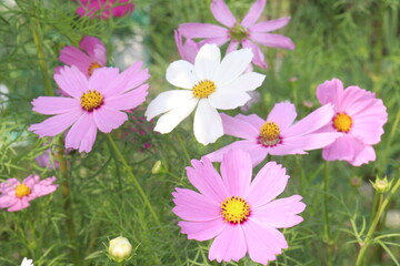Fototapeta premium cosmos flower on farm for harvest