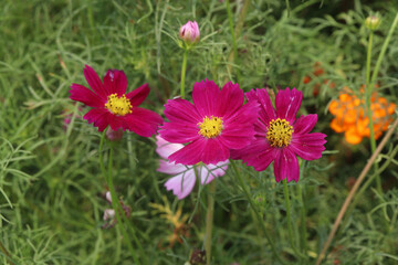 Fototapeta premium multiple colored garden cosmos flower