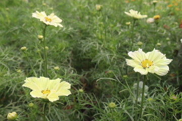 Fototapeta premium yellow colored garden cosmos flower plant