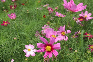 Fototapeta premium multiple colored garden cosmos flower