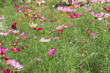 Fototapeta premium multiple colored garden cosmos flower
