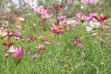 Fototapeta premium multiple colored garden cosmos flower