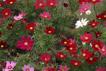 Fototapeta premium pink colored garden cosmos flower