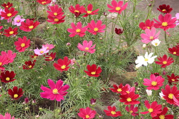 Fototapeta premium pink colored garden cosmos flower