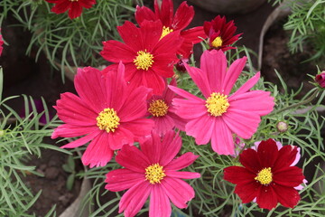Fototapeta premium pink colored garden cosmos flower