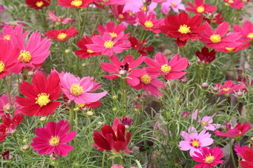 Fototapeta premium pink colored garden cosmos flower