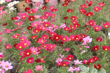 Fototapeta premium pink colored garden cosmos flower