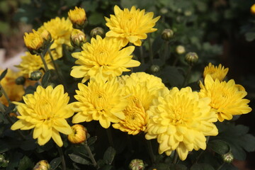 Obraz premium yellow chrysanthemum flower plant on farm