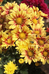 Obraz premium golden and red chrysanthemum flower plant on farm