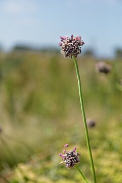 Sand leek (allium scorodoprasum), also known as Rocambole, Saaremaa, Estonia, Europe.
