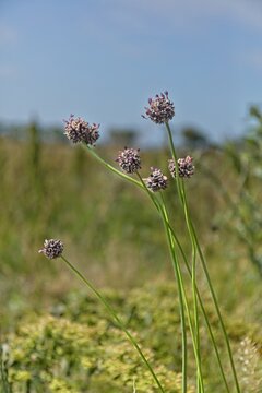 Sand leek (allium scorodoprasum), also known as Rocambole, Saaremaa, Estonia, Europe.
