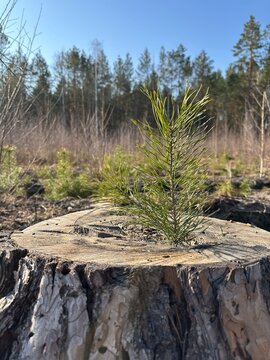 Young tree grows from stump in a clear-cut area during sunny day in a forest with other young trees in the background