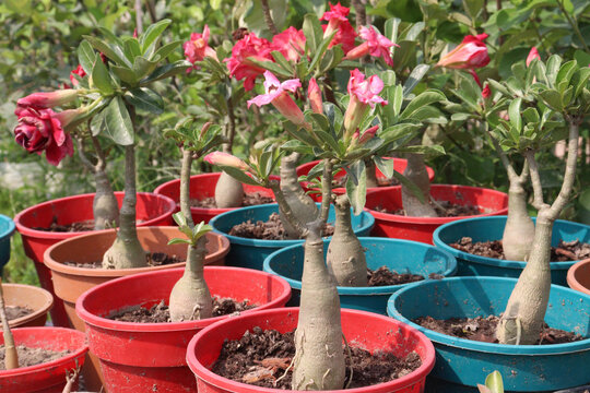 Adenium obesum flower tree Plant on pot