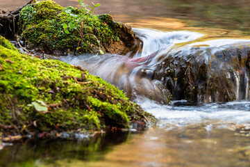 Flowing Water Over Mossy Rocks – Small Waterfall in Forest © Cavan
