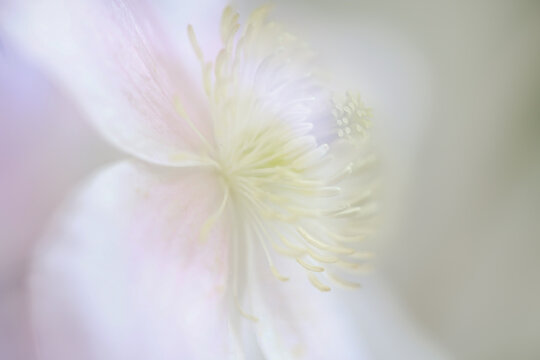 Ethereal white flower macro with pastel tones and soft botanical focus