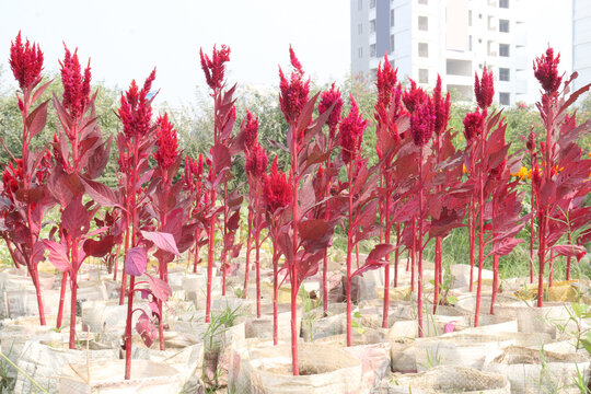 celosia cristata flower plant on nursery