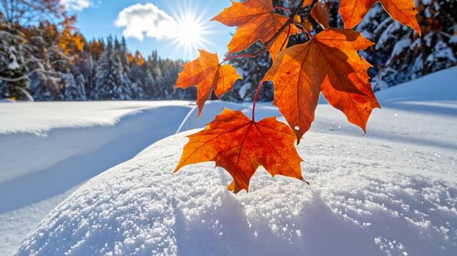 Orange Maple Leaves with Fresh Snow and Bright Sunburst in Winter Forest Landscape