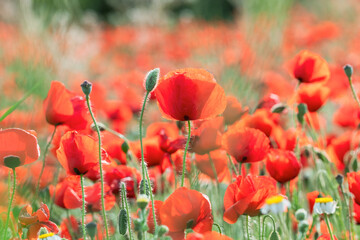 Fototapeta premium Delicate Red Poppy Macro – Blurred Nature Background Scene