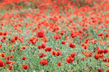Fototapeta premium Poppy Field at Sunset – Beautiful Spring Landscape Photography