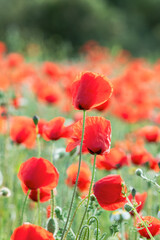 Fototapeta premium Wild Red Poppy Macro Shot – Gentle Blur Nature Photography