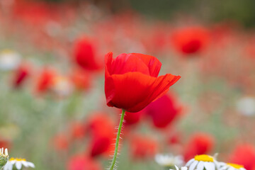Obraz premium Romantic Red Poppy Close Up – Dreamy Macro Floral Shot