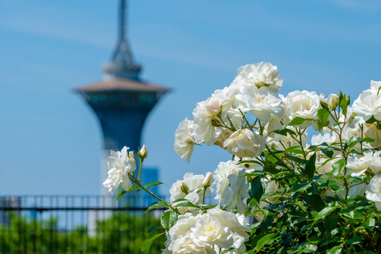 見頃の薔薇と花博記念公園鶴見緑地いのちの塔