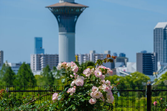 見頃の薔薇と花博記念公園鶴見緑地いのちの塔