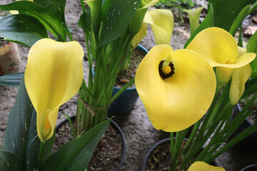 Calla lily flower plant on pot © Cavan