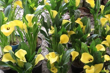 Calla lily flower plant on pot © Cavan