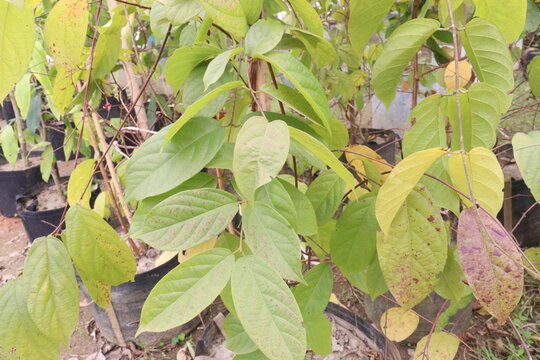 Combretum indicum flower tree plant on pot in farm
