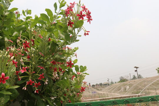 Combretum indicum flower tree plant on pot in farm