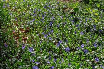 Fototapeta premium Glade overgrown with blooming periwinkle in forest at sunny morning