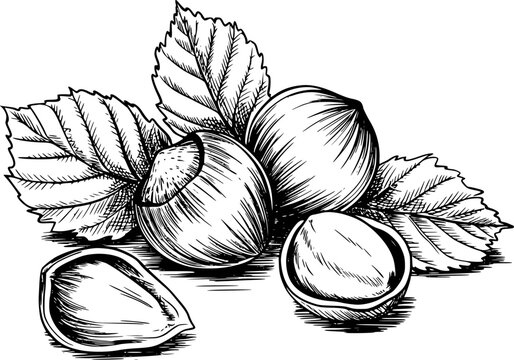 Vintage black and white of hazelnuts with leaves white background, food