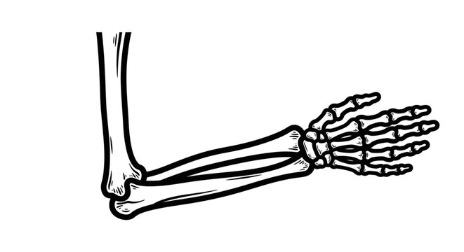 Detailed illustration of a human arm bone structure on a white background