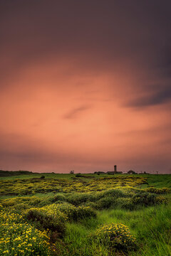 Scenic coastal path along La Galea cliffs in Getxo Bizkaia with yellow wildflowers green meadows and ocean view under a dramatic moody sky at dusk