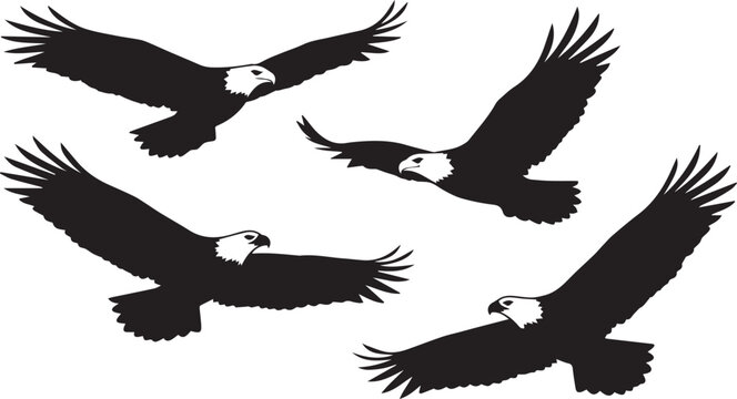 Four bald eagles in flight silhouette graphic with bald eagle black and white apex predator freedom logo bird of prey vector graphic animal silhouette